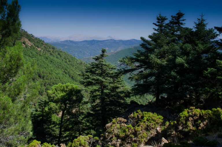 Ubicación de la escuela de Qi Gong en Estepona